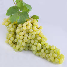 Vigne Sultanine (raisin sans pépins)
