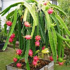 Fruit du Dragon