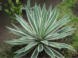 Agave Marginé ou Agave Panaché du Mexique