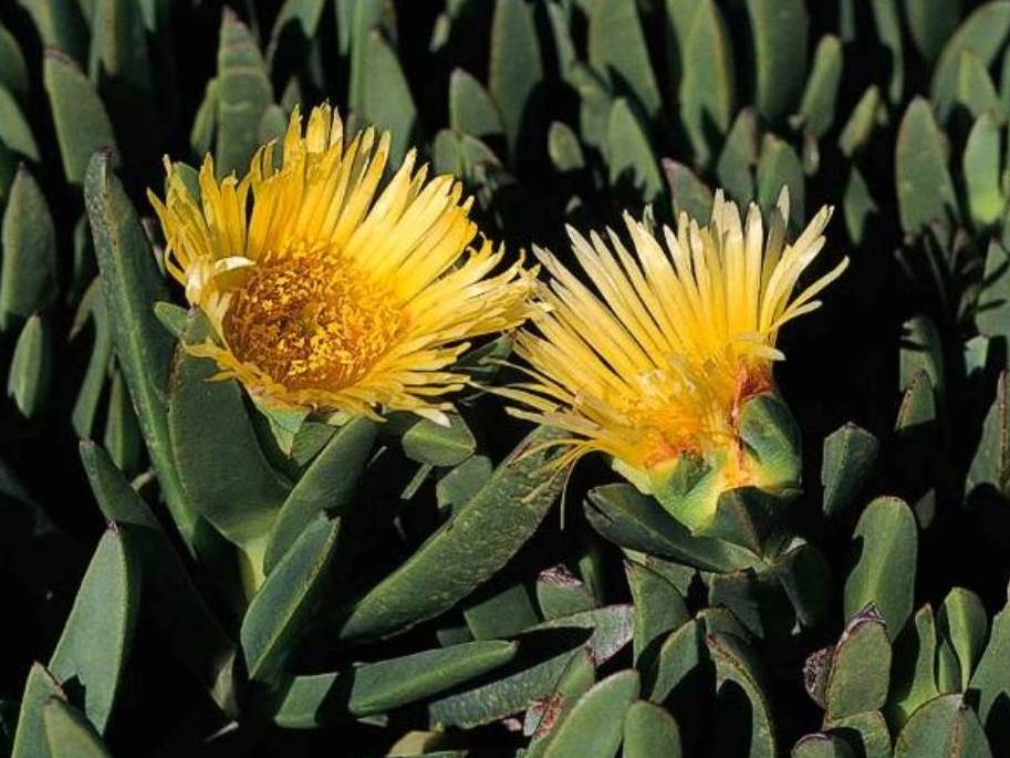 Carpobrotus Edulis, doigt de sorcière jaune