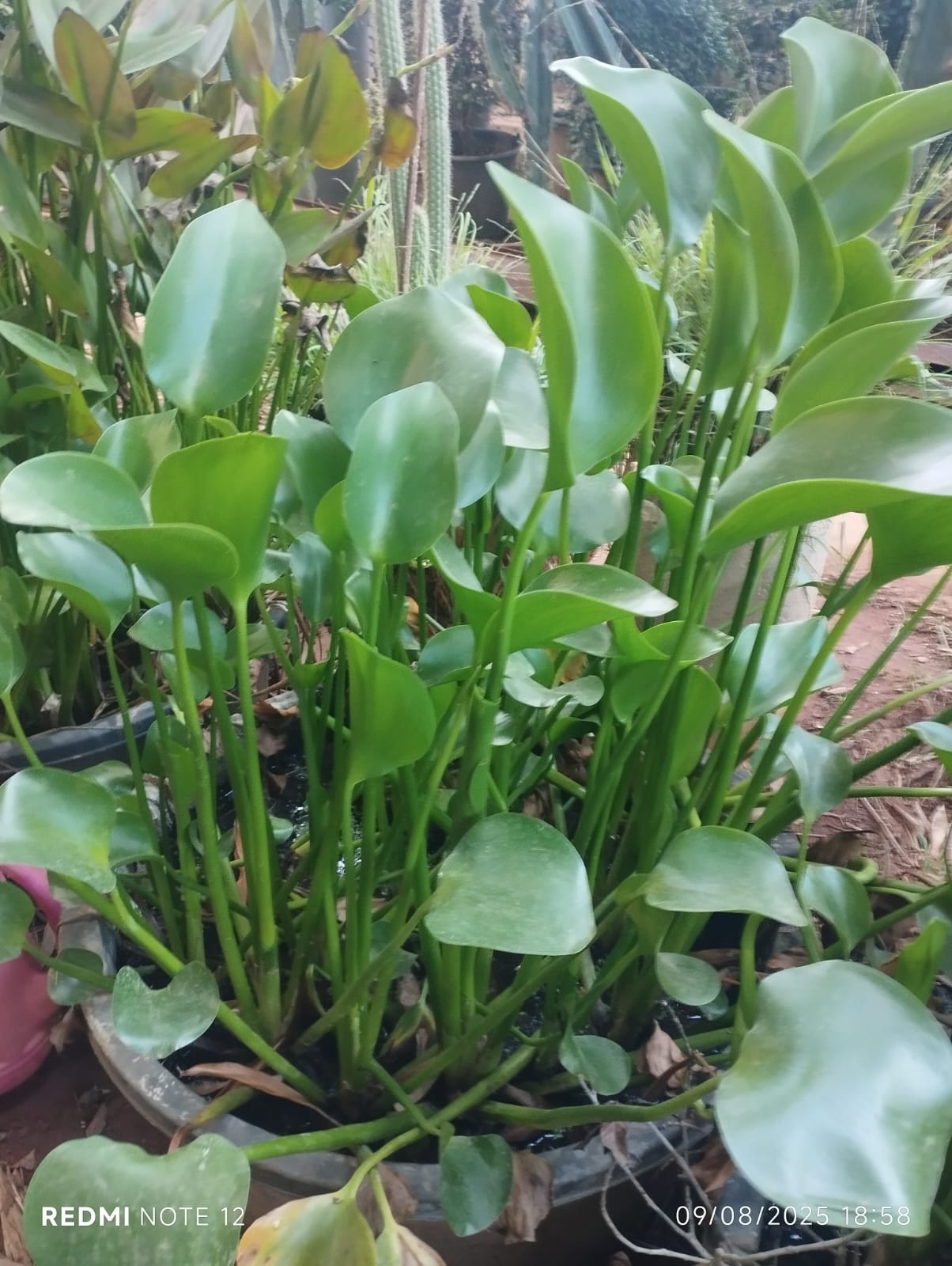 Jacinthe d’Eau