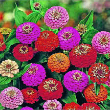Zinnia Lilliput Pom Pom