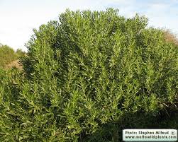 Myoporum ou Arbousier de Nouvelle-Zélande