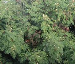 Leucaena Leucocephala