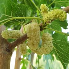 Mûrier Blanc