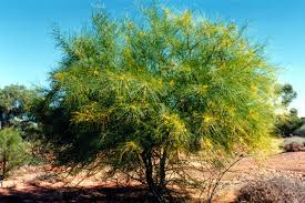 Parkinsonia