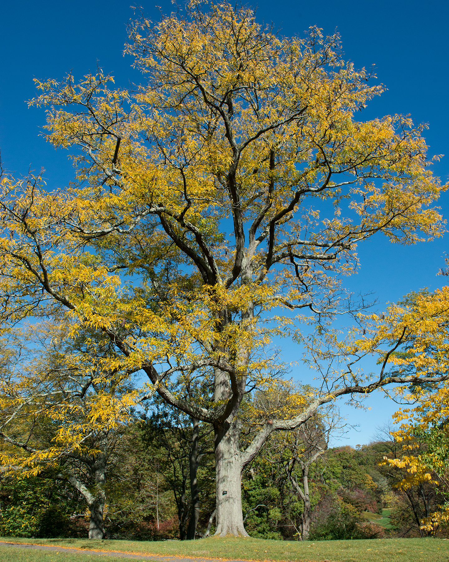 Févier d'Amérique, Honey Locust