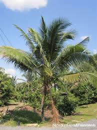 Cocotier