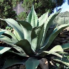 Agave Féroce