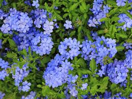 Plumbago du Cap ou Dentelaire du Cap