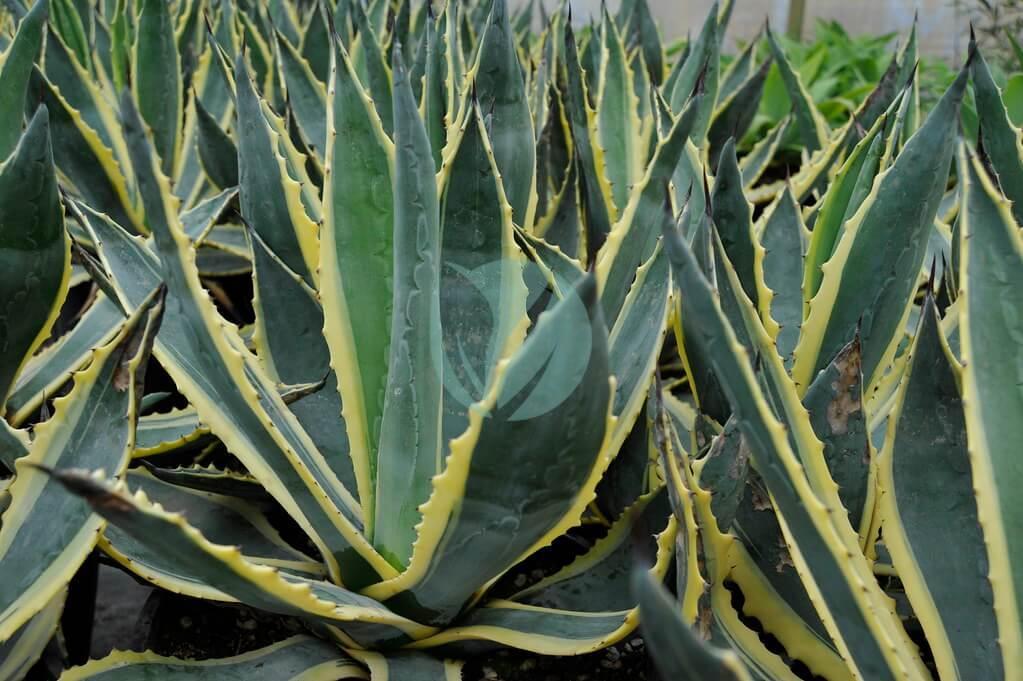 Agave Américain Panaché