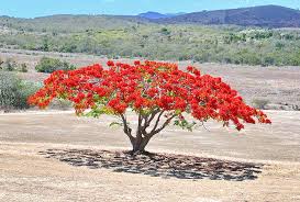 Flamboyant Rouge