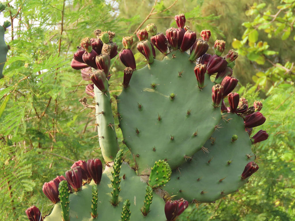 Opuntia Dillenii, Figuier de Barbarie Epineux