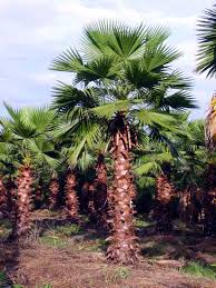 Palmier Washingtonia