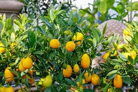 Limequat