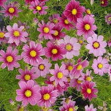 Cosmos