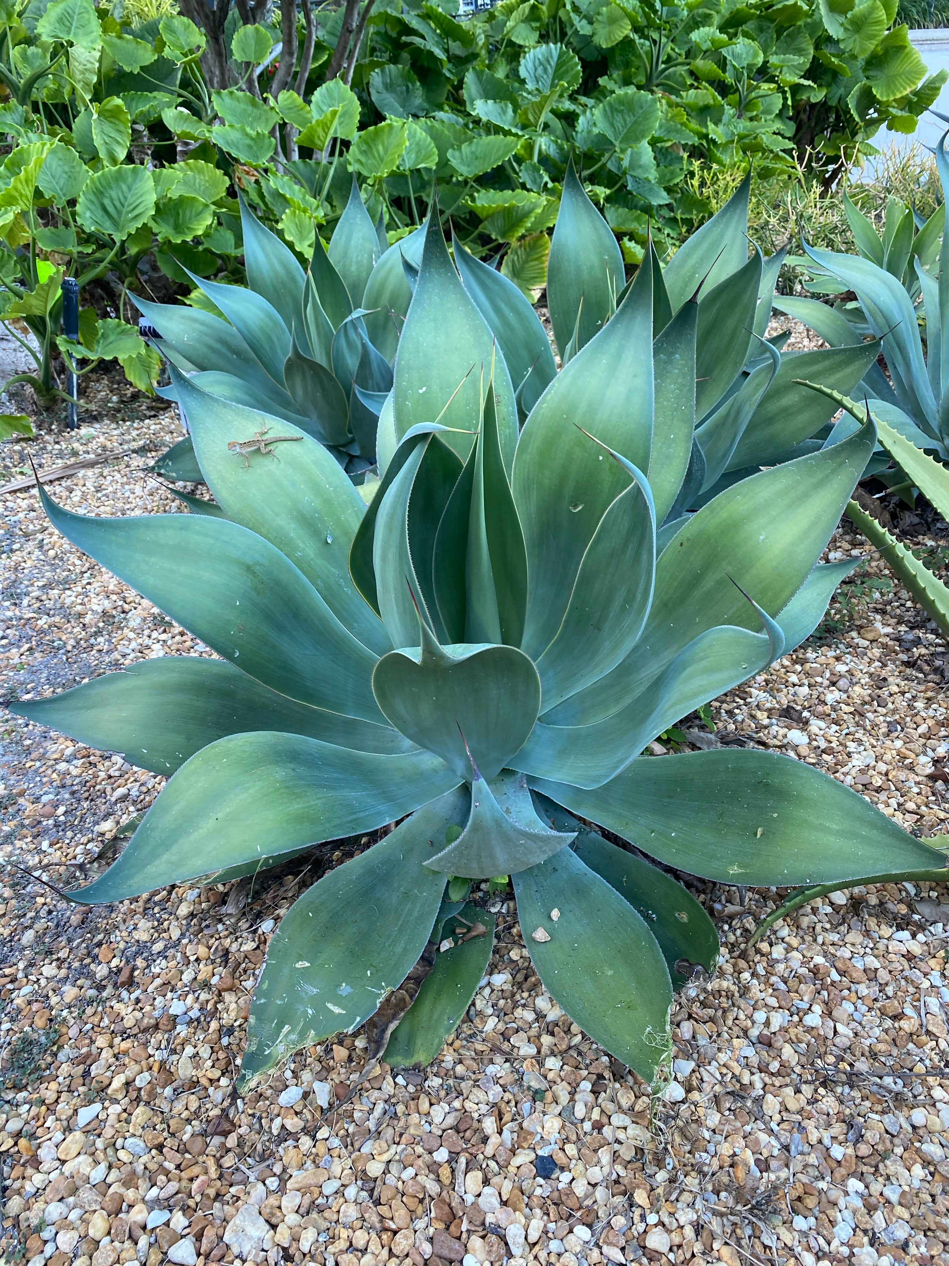 Agave à Col de Cygne ou Agave Dragon