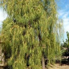 Acacia Stenophilla