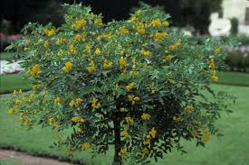 Cassia du Rio Grande