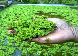 Azolla de Caroline