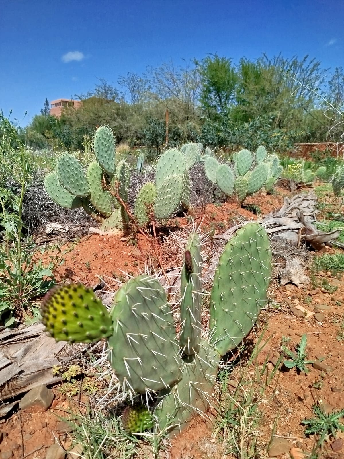 Opuntia Ficus-Indica