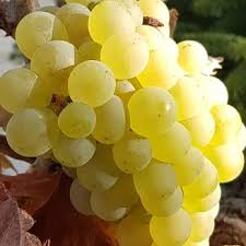 Vigne Muscat d’Alexandrie