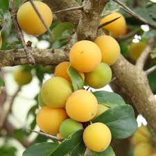 Prunier du Natal ou Kei Apple