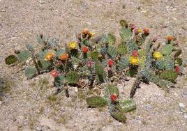Opuntia Phaeacantha, Figuier de Barbarie du Désert