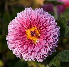 Chrysanthème