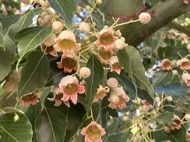 Brachychiton à Feuilles de Peuplier (Kurrajong)