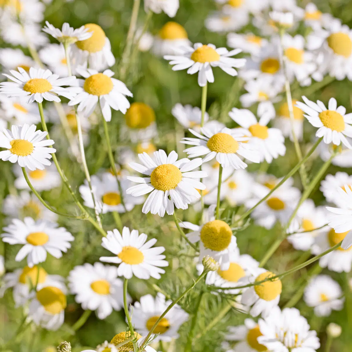 Camomille Allemande, Babounj