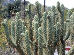 Cylindropuntia Cylindrica, Cholla Cylindrique