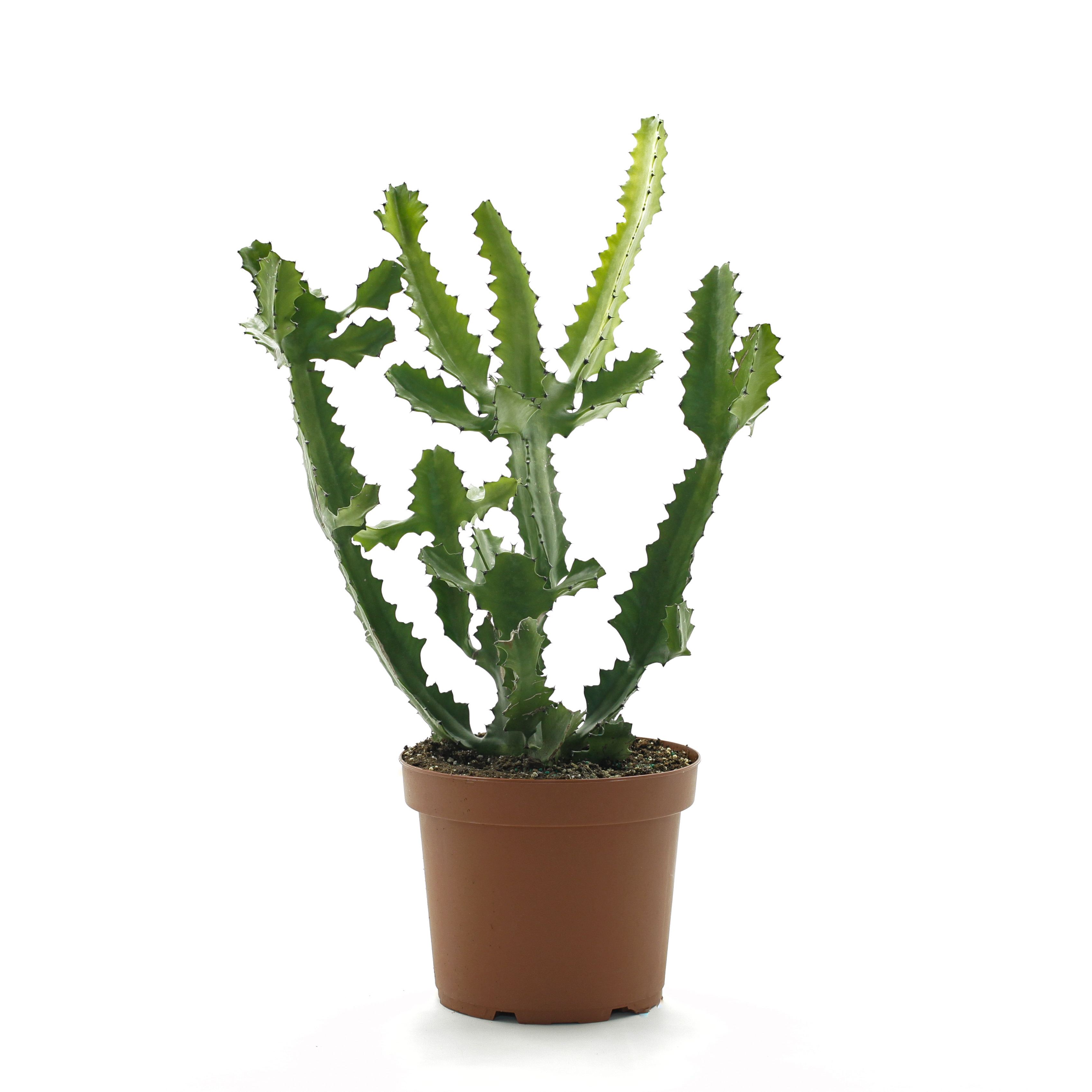 Euphorbe Trigona, Euphorbe Cierge ou Euphorbe Africaine