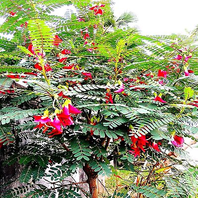 Sesbania Grandifolia
