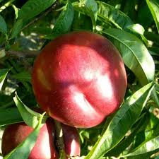 Nectarine Big Top