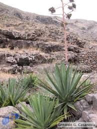 Agave Henequén
