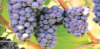 Vigne Doukkali