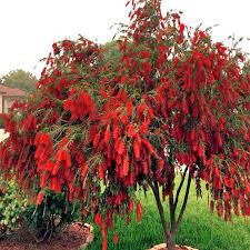 Callistémon Pleureur / Weeping Bottlebrush