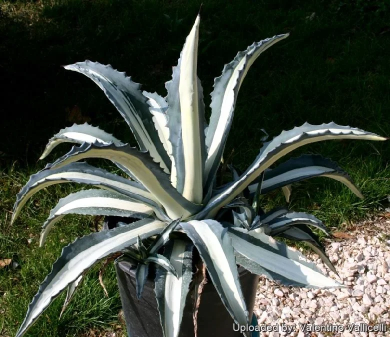 Agave Américain Panaché Blanc