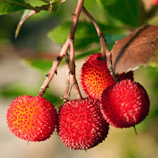 Arbre à fraises, Sasnou