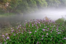 Menthe Aquatique