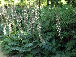 Acanthus