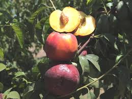 Nectarine Early May