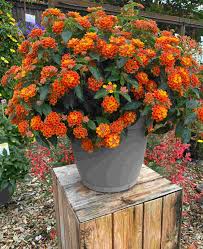 Lantana