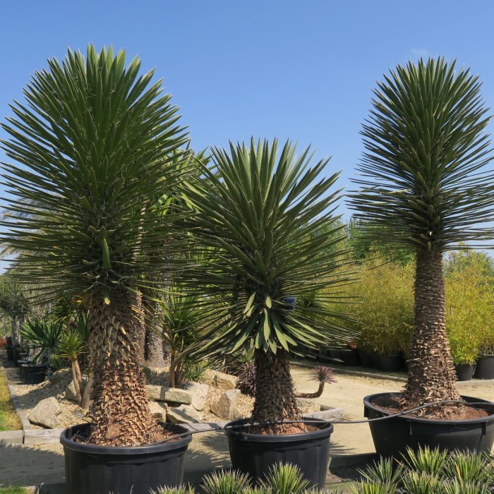 Yucca Filamenteux Géant