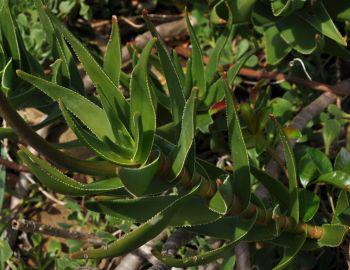 Aloe Commixta, Aloès Mêlé