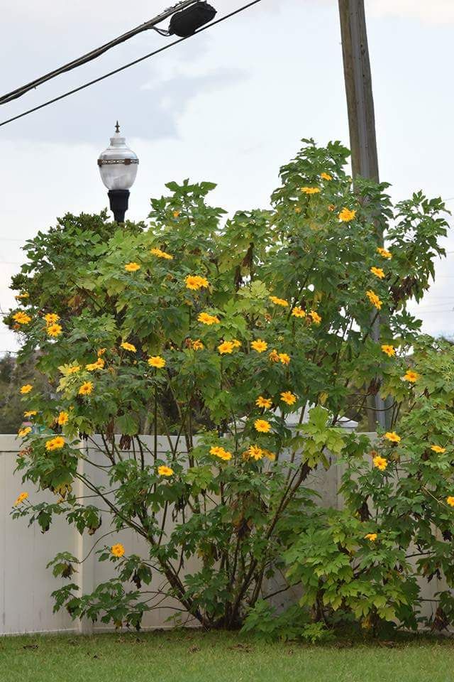 Thitonia Diversifolia, Tournesol du Mexique