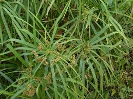 Plante Parasol, Papyrus Nain, Souchet à Feuilles Alternes.