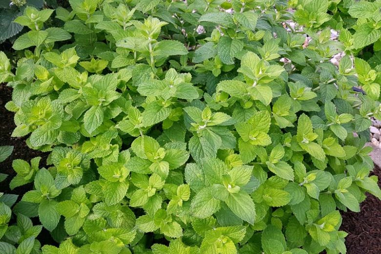 Menthe Pomme, Timija
