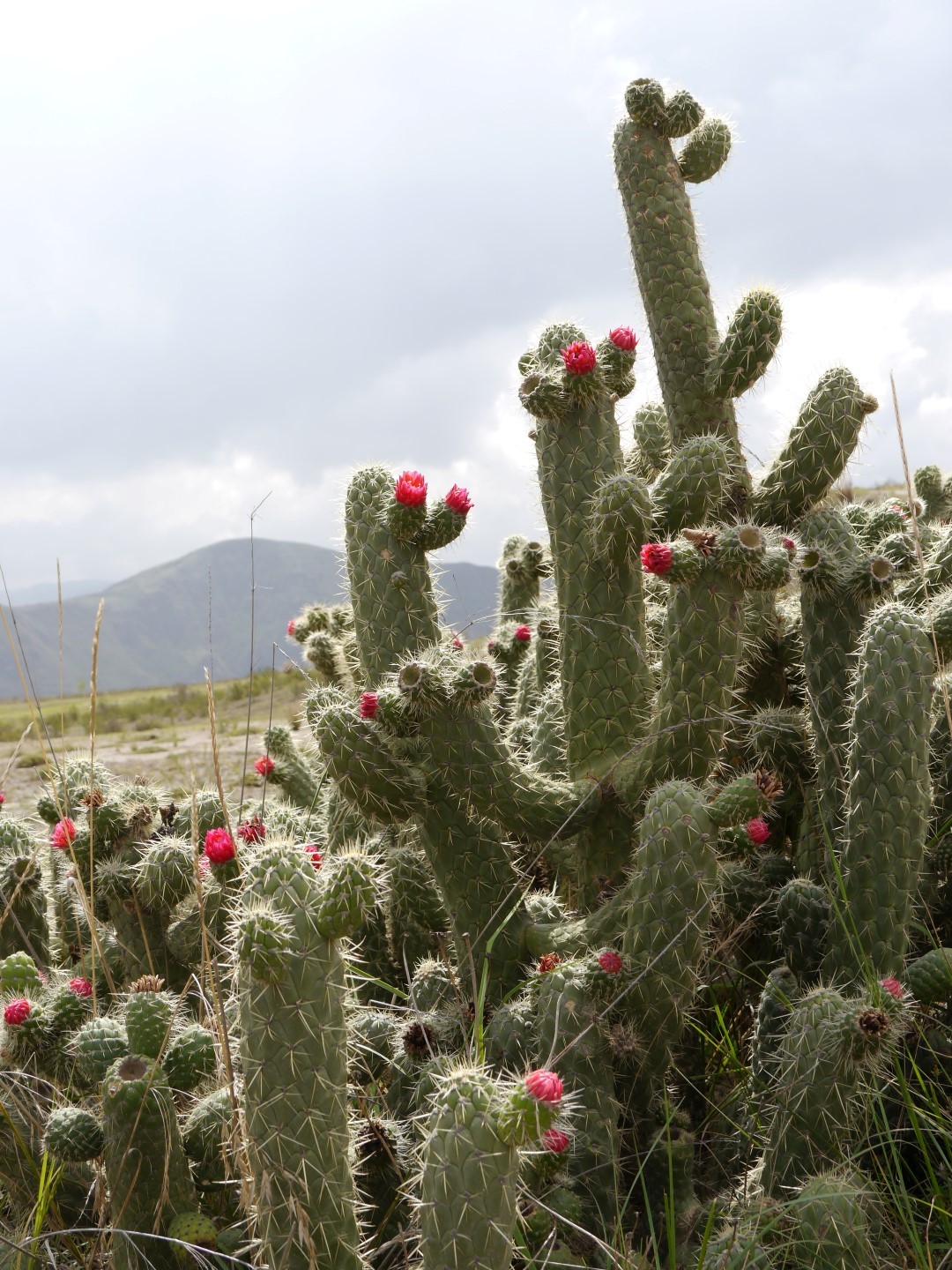 Opuntia Cylindrica, Figuier de Barbarie Cylindrique
